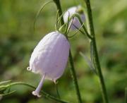 �c���K�l�j���W��