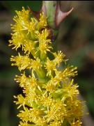 �Z�C�^�J�A���_�`�\�E