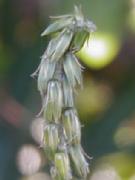 �C�m�R�d�`