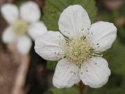 �N�T�C�`�S