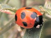 �i�i�z�V�e���g�E