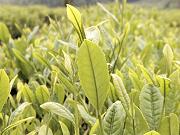 �����̐V��