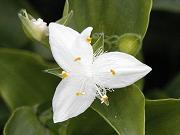 �g�L���c���N�T