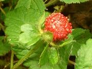 �N�T�C�`�S�̎�