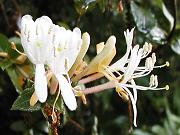 �X�C�J�Y��