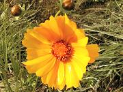 �X�C�J�Y��