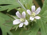 �A�����J�t�E��