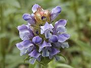 �E�c�{�O�T