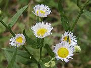 �n���W�I��