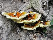 �T���m�R�V�J�P