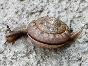 �J�^�c����