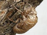 �Z�~�̔����k