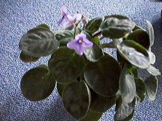 S.intermedia
