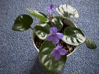 S.nitida