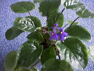 S.orbicularis purpurea