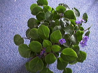 S.pendula kizarae