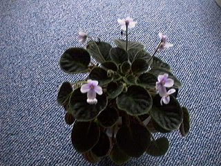S.veltina light