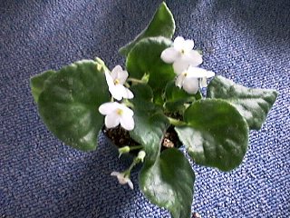 S.white ionanthe