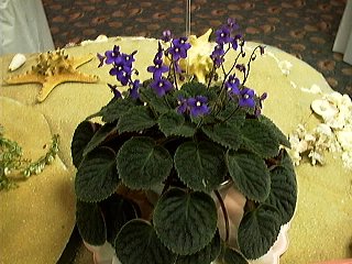 S.veltina